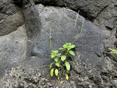 Stachytarpheta cayennensis