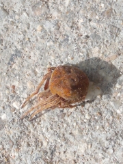 Araneus angulatus