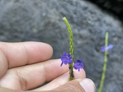 Stachytarpheta cayennensis