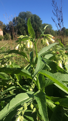 Symphytum officinale