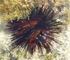 Euechinoidea