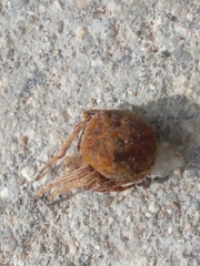 Araneus angulatus