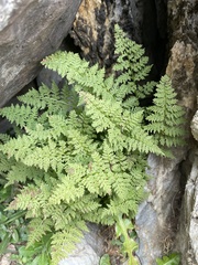 Cystopteris fragilis