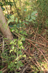 Alectryon subdentatus