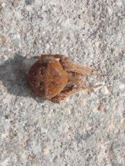 Araneus angulatus