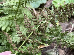Cystopteris fragilis