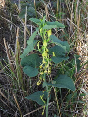 Aristolochia clematitis
