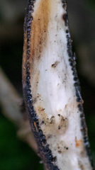 Xylaria longipes
