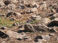 Elseyornis melanops