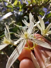 Clematis glycinoides