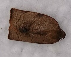 Cacoecimorpha pronubana