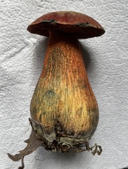 Suillellus luridus