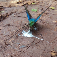 Astraptes fulgerator