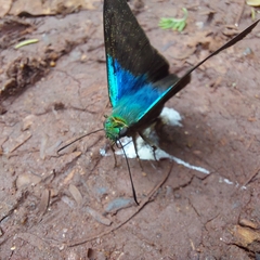 Astraptes fulgerator