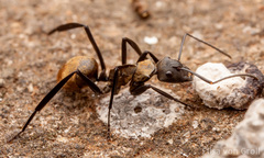 Camponotus sericeiventris