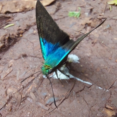 Astraptes fulgerator