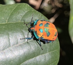 Tectocoris diophthalmus