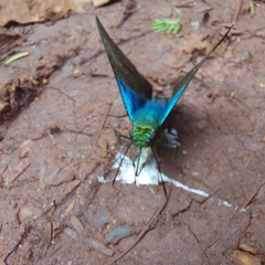 Astraptes fulgerator