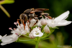Nannotrigona testaceicornis