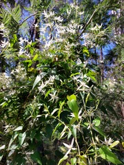 Clematis glycinoides