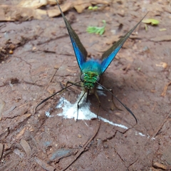 Astraptes fulgerator