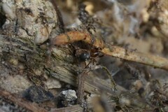 Phrurolithus