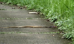 Coelognathus radiatus