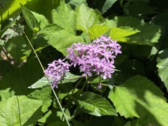 Pentas lanceolata