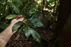 Quintinia verdonii