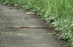 Coelognathus radiatus