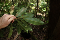 Quintinia verdonii