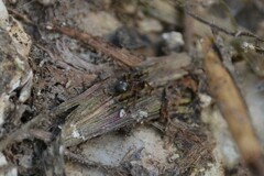 Phrurolithus