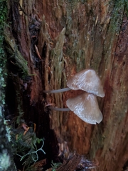 Mycena maculata