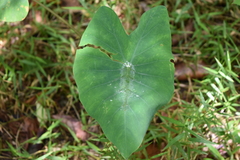 Colocasia