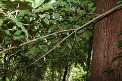 Quintinia verdonii