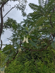 Sesbania grandiflora