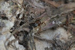 Phrurolithus