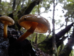 Armillaria novae-zelandiae