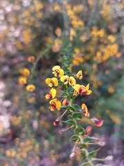 Daviesia squarrosa