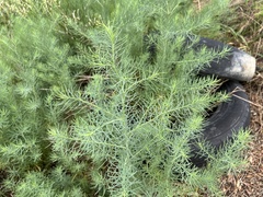 Asparagus schoberioides