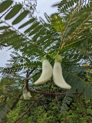 Sesbania grandiflora