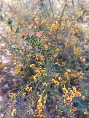 Daviesia squarrosa