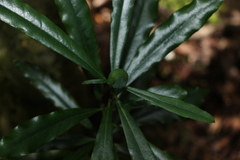 Eupomatia bennettii