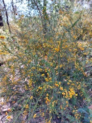 Daviesia squarrosa