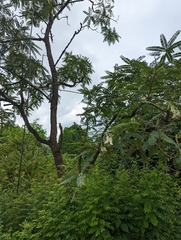 Sesbania grandiflora