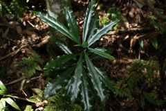 Eupomatia bennettii