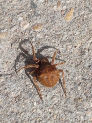 Araneus angulatus