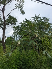 Sesbania grandiflora
