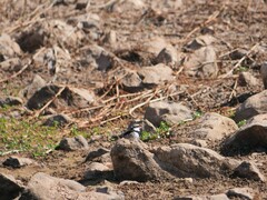 Elseyornis melanops