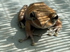 Polypedates megacephalus